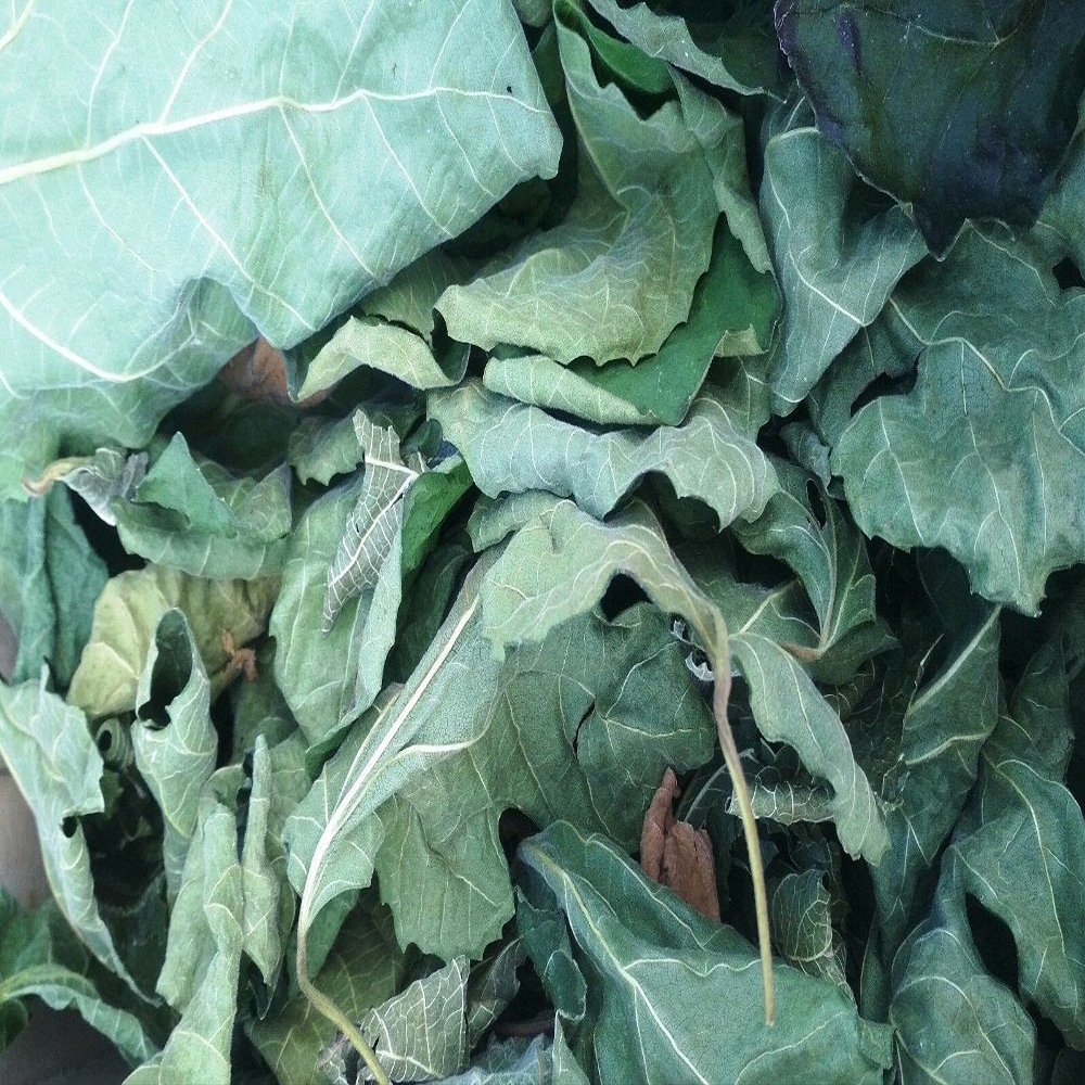 200g / 7 0z FIG Leaf Cut Leaves Detox FICUS CARICA Dried HERB Organic Tea