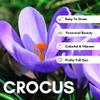 10 Saffron Crocus Bulbs - Grow Saffron Spice - Very Rare Crocus Sativus Bulbs view 2