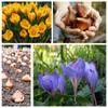 10 Saffron Crocus Bulbs - Grow Saffron Spice - Very Rare Crocus Sativus Bulbs view 3
