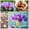 10 Saffron Crocus Bulbs - Grow Saffron Spice - Very Rare Crocus Sativus Bulbs view 4