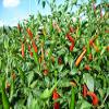80 Thai Red Chili S.eeds Piri Piri Pure Vry Hot Pepper Ot Chi Thien view 2
