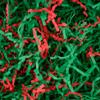 1 LB Christmas Crinkle Cut Paper Shred Red Green Shredded Paper for Gift Baskets Box Filler Christmas gift box filler view 1