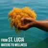 Golden Irish Sea Moss | Wildcrafted from St. Lucia | 8oz Makes ~120+ oz Sea Moss Gel | 100% Natural, Raw & Sun-Dried | Dr. Sebi Inspired, Nutrient-Rich Irish Moss for Health & Wellness view 4