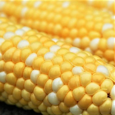 Bi-Color Butter and Sugar Corn Seeds - 100 Count Seed Pack - Old Fashioned Flavor and Tender kernels - Country Creek LLC