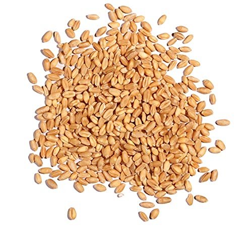 Wheat Berries - 5 Pounds - Farm Fresh Hard Red Winter Wheat Berries - Made in USA