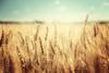 Wheat Berries - 5 Pounds - Farm Fresh Hard Red Winter Wheat Berries - Made in USA view 3