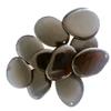 5 XLarge 3-4cm Tagua Nut Slice *Choose Colour* Natural Coloured Vegan Vegetarian Ivory view 2
