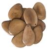 5 XLarge 3-4cm Tagua Nut Slice *Choose Colour* Natural Coloured Vegan Vegetarian Ivory view 2