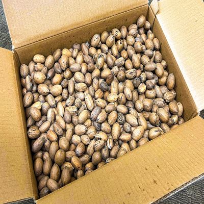 20 lbs - Texas Squirrel Pecans Inshell | Pecans.com | UNABLE TO SHIP INSHELL PECANS TO CALIFORNIA OR ARIZONA