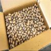 20 lbs - Texas Squirrel Pecans Inshell | Pecans.com | UNABLE TO SHIP INSHELL PECANS TO CALIFORNIA OR ARIZONA view 1