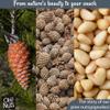 Oh! Nuts Pine Nuts (Pignolias) - 8oz Bag of Bulk Fresh Raw Pine Nuts for Baking, Snacking, Salads & Pesto - Keto-Friendly, Vegan, Sugar-Free & Kosher Healthy Nuts - Pignoli Packed with Protein view 4
