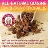 Quinine Liquid Extract 4oz  Restless Legs Syndrome Relief & Leg Cramps PM Nighttime Cramp Relief  All-Natural Cinchona Officinalis Bark Tincture for Cramp Defense, Digestive Health & Immune Support view 4