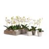 Napa Home & Garden Mini Phalaenopsis 9" Potted Set of 12 White view 1