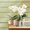 Napa Home & Garden Mini Phalaenopsis 9" Potted Set of 12 White view 2