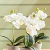 Napa Home & Garden Mini Phalaenopsis 9" Potted Set of 12 White view 3