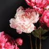Napa Home & Garden, Peony STEM 21" view 2