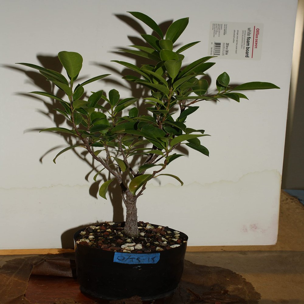 Ficus Microcarpa Tiger Bark Green Island Ultra High Quality Pre Bonsai Live Tree