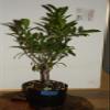 Ficus Microcarpa Tiger Bark Green Island Ultra High Quality Pre Bonsai Live Tree view 1