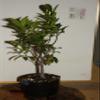 Ficus Microcarpa Tiger Bark Green Island Ultra High Quality Pre Bonsai Live Tree view 2