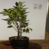 Ficus Microcarpa Tiger Bark Green Island Ultra High Quality Pre Bonsai Live Tree view 3
