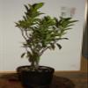 Ficus Microcarpa Tiger Bark Green Island Ultra High Quality Pre Bonsai Live Tree view 4