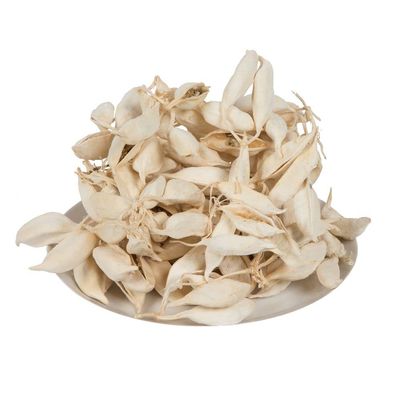 Vickerman 681374-3" Brachychiton Bleached 1.1 lb/tray (H1BRC999) Dried and Preserved Pods