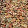 10 POUNDS Vegetable Soup Blend Dried Dehydrated Vegetable Flakes To Make Ramen Noodle Soup view 4