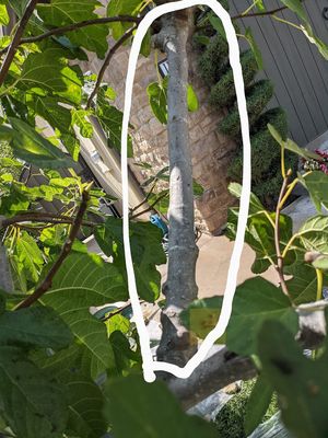 One Big 3" Thick Garnsey White Fig Tree 3' + Long Cutting, Freshly Cut to Order