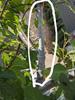 One Big 3" Thick Garnsey White Fig Tree 3' + Long Cutting, Freshly Cut to Order view 1