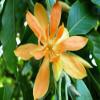 Magnolia champaca | Yellow Orchid Tree | 5_ct view 1