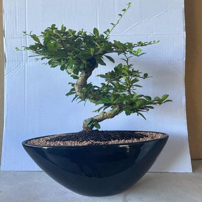 Indoorbonsaiandexotics Bonsai Tree