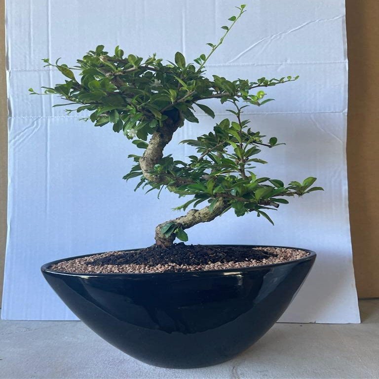 Indoorbonsaiandexotics Bonsai Tree