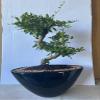 Indoorbonsaiandexotics Bonsai Tree view 1