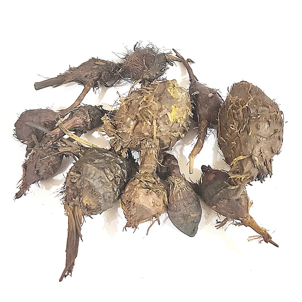 iqra Nagarmotha/ / Sedge Root/Cyperus rotundus (500 Gms)