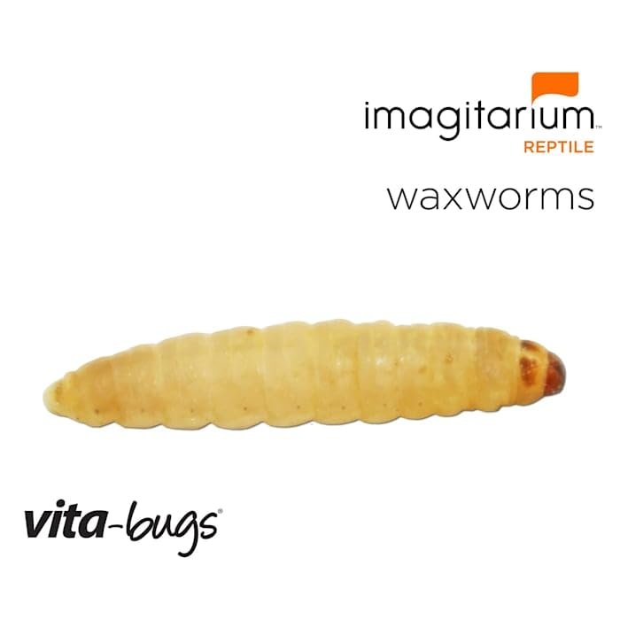 Timberline Vita-Bugs Waxworms, Count of 1000, 1000 CT