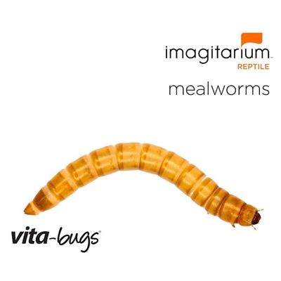 Timberline Vita-Bugs Medium Mealworms, Count of 5000, 5000 CT