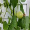 40+ Spaghetti Squash Seeds for Planting - Heirloom Non-GMO USA Grown Winter Squash Seeds by RDR Seeds view 3