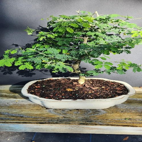 Pithecellobium Tortum Brazilian Raintree Bonsai Tree Flowering 8 y.Old, 6" Tall