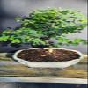 Pithecellobium Tortum Brazilian Raintree Bonsai Tree Flowering 8 y.Old, 6" Tall view 1