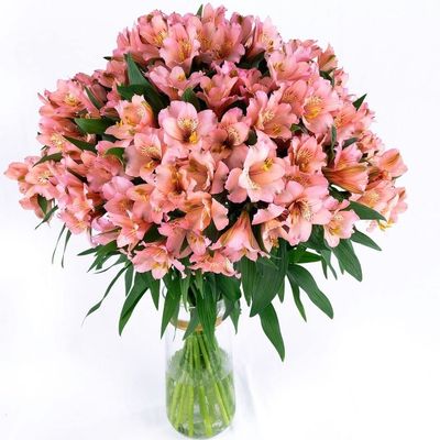 100 Fresh Flowers Every Day | Worlds Finest Alstroemerias|Premium Alstroemerias from Plazoleta |Air-mailed Directly to Your Home | Anniversaries,Mothers Day,Valentines, Birthdays,New Year.(Pink)