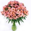 100 Fresh Flowers Every Day | Worlds Finest Alstroemerias|Premium Alstroemerias from Plazoleta |Air-mailed Directly to Your Home | Anniversaries,Mothers Day,Valentines, Birthdays,New Year.(Pink) view 1