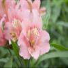 100 Fresh Flowers Every Day | Worlds Finest Alstroemerias|Premium Alstroemerias from Plazoleta |Air-mailed Directly to Your Home | Anniversaries,Mothers Day,Valentines, Birthdays,New Year.(Pink) view 4