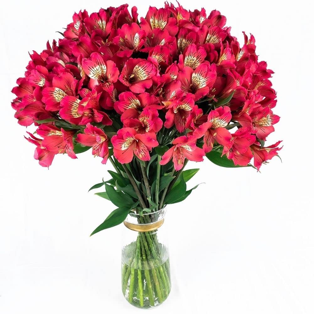 100 Fresh Flowers Every Day | Worlds Finest Alstroemerias |Premium Alstroemerias from Plazoleta |Air-mailed Directly to Your Home | Anniversaries,Mothers Day,Valentines,Birthdays,New Year.(Hot Pink)