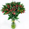 100 Fresh Flowers Every Day | Worlds Finest Alstroemerias |Premium Alstroemerias from Plazoleta |Air-mailed Directly to Your Home | Anniversaries,Mothers Day,Valentines,Birthdays,New Year.(Hot Pink) view 3