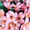 60 Fresh Flowers Every Day|Worlds Finest Alstroemerias|Premium Alstroemerias from Plazoleta |Air-mailed Directly to Your Home | Anniversaries,Mothers Day,Valentines, Birthdays,New Year. (Pink) view 2