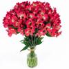 60 Fresh Flowers Every Day | Worlds Finest Alstroemerias | Premium Alstroemerias from Plazoleta |Air-mailed Directly to Your Home | Anniversaries,Mothers Day,Valentines,Birthdays,New Year.(Hot Pink) view 1