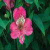 60 Fresh Flowers Every Day | Worlds Finest Alstroemerias | Premium Alstroemerias from Plazoleta |Air-mailed Directly to Your Home | Anniversaries,Mothers Day,Valentines,Birthdays,New Year.(Hot Pink) view 4