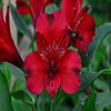 60 Fresh Flowers Every Day | Worlds Finest Alstroemerias | Premium Alstroemerias from Plazoleta |Air-mailed Directly to Your Home | Anniversaries,Mothers Day,Valentines, Birthdays,New Year.(Red) view 4