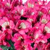 40 Fresh Flowers Every Day | Worlds Finest Alstroemerias | Premium Alstroemerias from Plazoleta |Air-mailed Directly to Your Home | Anniversaries,Mothers Day,Weddings, Birthdays,New Year.(Hot Pink) view 2