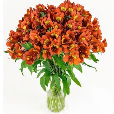40 Fresh Flowers Every Day | Worlds Finest Alstroemerias | Premium Alstroemerias from Plazoleta |Air-mailed Directly to Your Home | Anniversaries,Mothers Day,Valentines, Birthdays,New Year.(Orange)